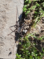 Mastigoproctus giganteus