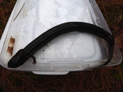 Siren intermedia