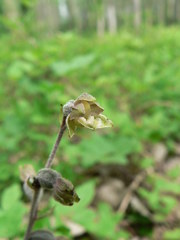 Epipactis microphylla