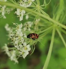 Chrysomela lapponica