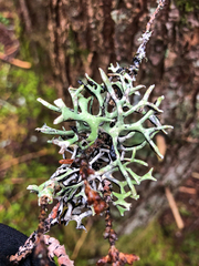 Hypogymnia inactiva