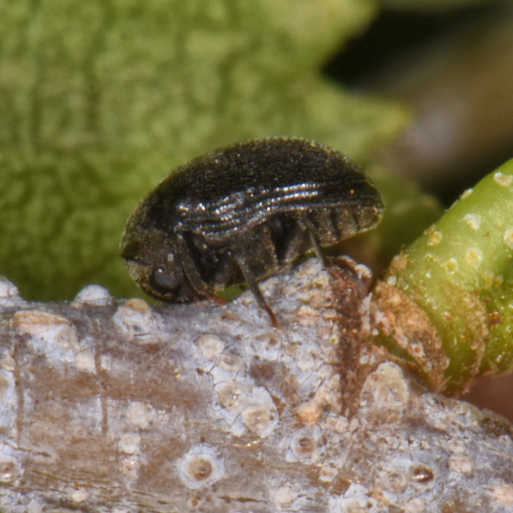 Dorcatoma pallicornis