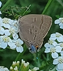 Satyrium calanus