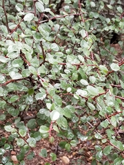 Muehlenbeckia complexa