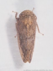 Paraphlepsius continuus