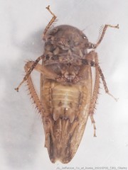 Paraphlepsius continuus