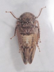 Paraphlepsius continuus