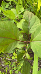 Clerodendrum bungei