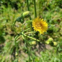 Sonchus arvensis arvensis