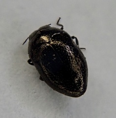 Trachys scrobiculatus