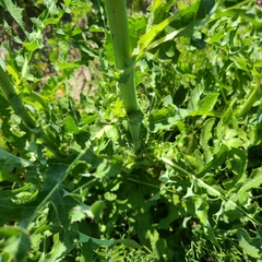 Sonchus arvensis arvensis