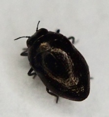 Trachys scrobiculatus