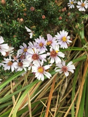 Diplostephium hartwegii