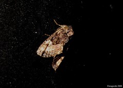 Euplexia benesimilis