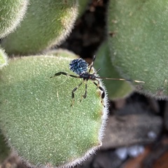 Acanthocephala terminalis