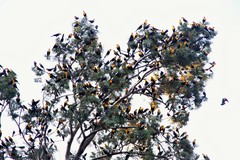 Xanthocephalus xanthocephalus