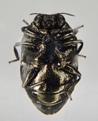 Trachys scrobiculatus