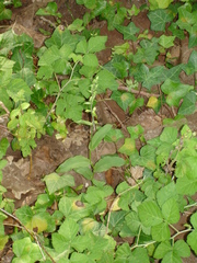 Epipactis bugacensis rhodanensis