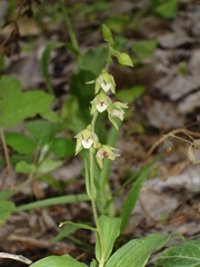 Epipactis bugacensis rhodanensis