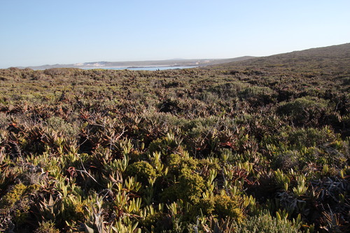 Image of Aloe distans by (c) Tony Rebelo, some rights reserved (CC BY-SA)