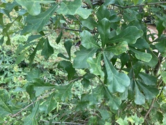Quercus nigra