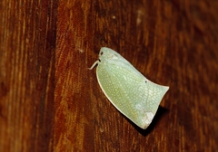 Cryptoflata unipunctata