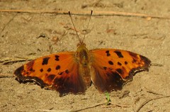 Polygonia progne