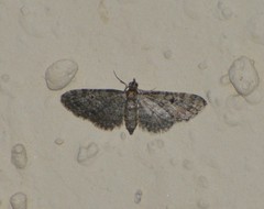 Eupithecia jejunata