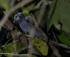 Columba elphinstonii