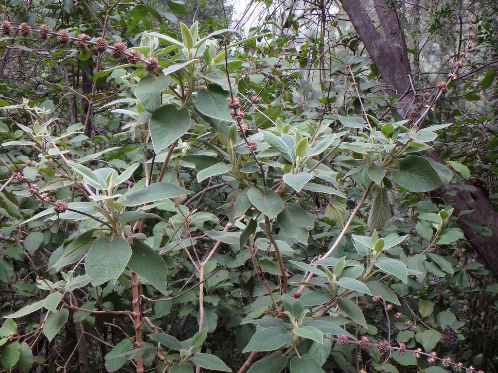 Salvia canaria