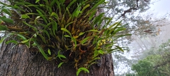 Dendrobium monophyllum