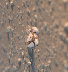 Euerythra phasma