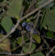 Columba elphinstonii