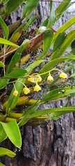 Dendrobium monophyllum