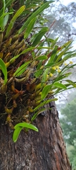 Dendrobium monophyllum