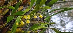 Dendrobium monophyllum