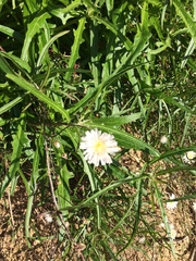 Rafinesquia californica