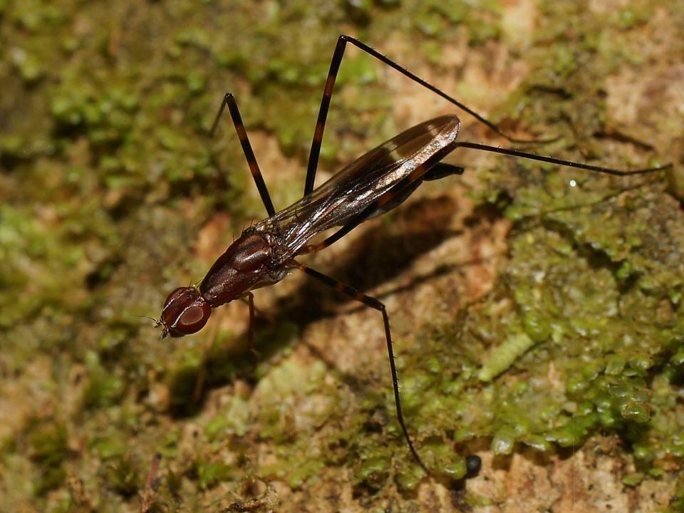 Metopochetus