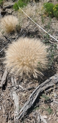 Elymus longifolius