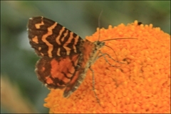 Chrysolarentia chrysocyma