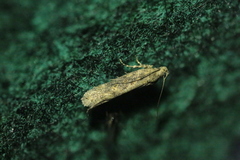 Scrobipalpa ocellatella