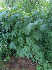 Kalopanax septemlobus