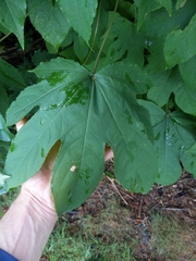 Kalopanax septemlobus