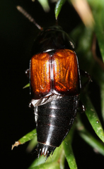 Tachinus fimbriatus