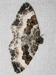 Epirrhoe rivata