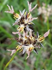 Juncus nevadensis