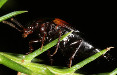 Tachinus fimbriatus