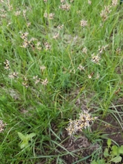 Juncus nevadensis