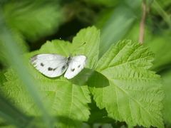 Pieris napi