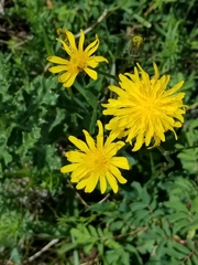 Crepis runcinata